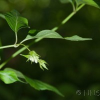 Flowering Nutmeg